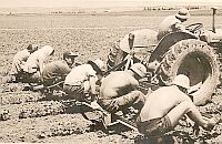 Nos primeiros anos, os trabalhadores plantavam e colhiam batatas, cebolas e algodão com as mãos.  Foto: Kibutz Bror Chail 