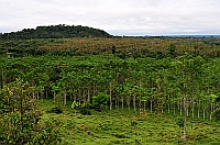 O projeto promoveu o reflorestamento de uma área de 10 mil hectares no estado do Mato Grosso.  Foto: Peugeot 