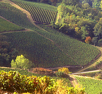 O Beaujolais nouveau é produzido de maneira tradicional na região centro leste da França.   DR