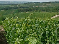 Os produtores de regiões como Borgonha e Champagne admitem sem constrangimento que as mudanças climáticas beneficiam as vinhas.