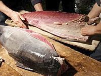 A proibição das exportações do atum vermelho não foi aprovada em Doha.Foto: Reuters