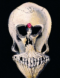 Salvador Dali: Crâne avec danseuse, 1932, Vaduz, Sammlung Merz -© Salvador Dali, Fondation Gala-Salvador Dali/ Adagp, Paris 2009 © Liechtenstein Kunstmuseum