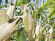GMO corn is causing a stir in Paris