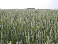 A wheatfield near Paris Photo: Tony Cross 