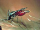 Malaria is a mosquito-borne disease(Photo: Institut Pasteur)