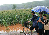 A flooded cornfield in North Korea.(Photo: WFP)