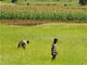 Tef field in EthiopiaPhoto: Jean Béliveau