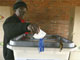 A voter casts a ballot in Harare, 27 June 2008(Photo: Reuters)