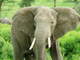 About 20,000 elephants fall prey to poachers every year
Nick Junnings © creative commons