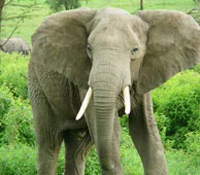 About 20,000 elephants fall prey to poachers every yearNick Junnings © creative commons