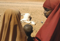 Kenyan women of the north eastern province of Mandera watch their dying cattle(Photo: AFP)