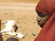 Kenyan women of the north eastern province of Mandera watch their dying cattle 22 December 2005 i(Photo: AFP)