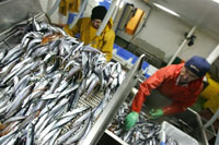 Spanish fishermen(Photo: AFP)