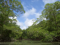 Forest on the Amazon(Photo: Wikimedia)