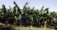 Banana plantation in Martinique, before the hurricane.(Photo: AFP)