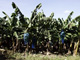 Banana plantation in Martinique, before the hurricane.(Photo: AFP)