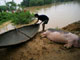 A resident moves a dead pig to upper ground from a flooded area in Vietnam's northern province of Phu Tho.(Photo: Reuters)