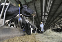  A dairy farm in Wuhan, Hubei province (Reuters: China Daily)