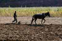 A farmer in Qinyuan county, Shanxi province(Photo: Reuters)