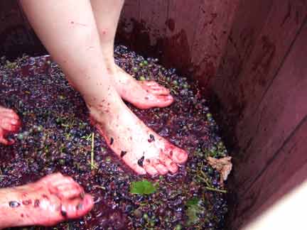 Local children have the fun job of treading the grapes
(Photo: Teruel)