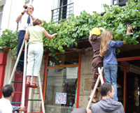 Grape harvesting at Chez Mélac bistro(Photo: Teruel)