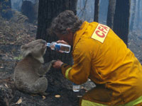 A volunteer helps a Koala which was badly burned(Photo: Reuters)