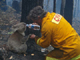 A koala named Sam is given a drink of water by Country Fire Authority volunteer fire fighter Dave Tree as he rescued her after deadly fires swept through the area of Mirboo North, about 120km (75 miles) southeast of Melbourne, February 8, 2009. Sam, a bewildered and badly burned koala, has emerged from the ashes of Australia's deadliest bushfires, a small beacon of hope after days of devastation and the loss of more than 180 lives. (Photo: Reuters)