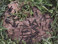 download army worms caterpillars