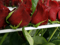 Valentines day roses(Photo: Reuters)
