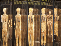 A human body in slices(Photo: Organisers)