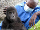 A baby gorilla saved from a suspected trafficker in the Democratic Republic of Congo.(Photo: Virunga National Park)