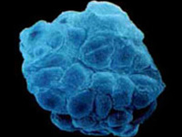 Computer-generated image of a stem cell(Photo: Institut français d'Athènes)