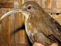 Bugun Liocichla (<em>Liocichla bugnorum</em>)(Photo: Christopher Millensky/WWF)