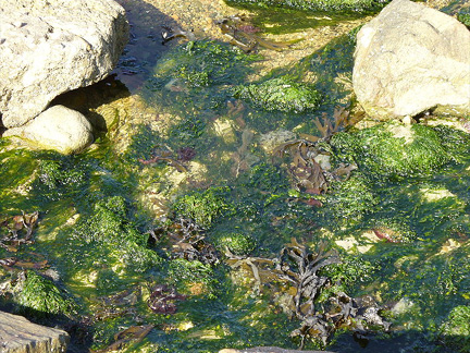 Green algae blooms in Brittany's Cote d'Armor region, where alarm over toxicity is spreading among coastal communities.(Photo: Wikimedia Commons)