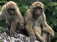 Arunachal macaque (<em>Macaca munzala</em>)(Photo: Anindya Sinha/WWF)