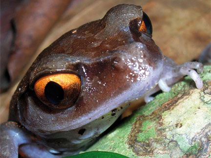 Smiths litter frog (<em>Leptobrachium smithi</em>)(Photo: Milivoje Krvavac/WWF)