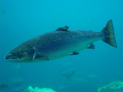 An Atlantic salmon or <em>Salmo salar</em>(Photo: <a href="http://en.wikipedia.org/wiki/File:Salmo_salar-Atlantic_Salmon-Atlanterhavsparken_Norway.JPG">Wikipedia</a>)