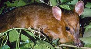 miniature Muntjac deer (<em>Muntiacus putaoensis</em>)(Photo: Alan Rabinowitz/WWF)