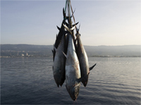 Bluefish tuna farm in the Mediterranean(Photo: Reuters)