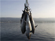 Bluefish tuna farm in the Mediterranean(Photo: Reuters)