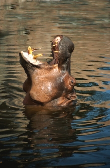 El hipopótamo figura en la "lista roja" de especies en peligro.© UICN