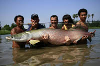 El paiche, pirarucú o arapaima, uno de los mayores peces de agua dulce del mundoDR