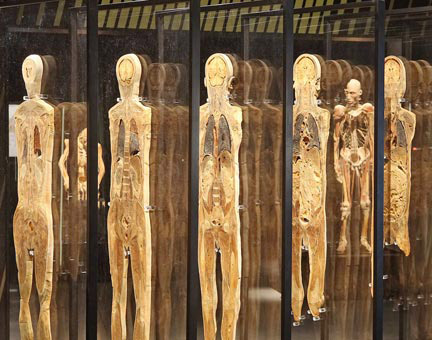 El cuerpo humano expuesto en la exposición "Our Body".(Foto: Our Bodyacorpsouvert.com)