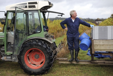 Un cosechador de la empresa Denbies Wine Estate en Dorking, sur de Inglaterra.Foto: Reuters