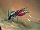 Le paludisme est transmis à l'homme par un moustique, l'anophèle femelle, qui pique pour se nourrir de sang et stimuler ainsi la production de ses oeufs.(Photo : Institut Pasteur)