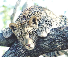 Un léopard à l'affut. 

		(Photo: South African Tourism)