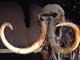 Squelette d'un mammouth trouvé aux îles Lyakhov. 

		(Photo: D. Serrette, MNHN-Paléontologie)