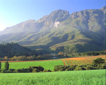 L'industrie vinicole est concentrée dans une région située entre 32° et 35° de latitude sud, dans un rayon de 200 km autour du Cap. 

		(Photo: South African Tourism)