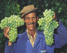 Avec 106 000 hectares sous vigne, l'Afrique du Sud est le huitième producteur mondial de vins. 

		(Photo: South African Tourism)