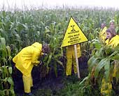 Action de Greenpeace dans un champs de maïs OGM en Allemagne. 

		(Photo: AFP)